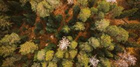 FORET